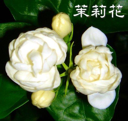 关于“白色茉莉花”的思考