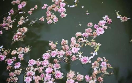 描写落花的诗