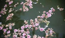 描写落花的诗句