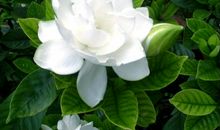 描写栀子花的句子