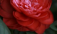 描写山茶花的句子