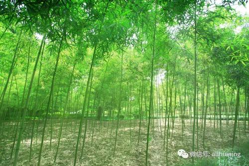 幽游馆中情构图