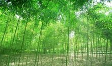 悠悠关中情作文