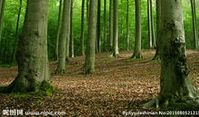 描写森林的句子