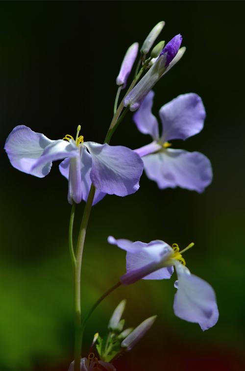 杜甫：曲江·百花齐放