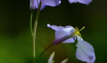 杜甫：曲江·一片花飞减却春