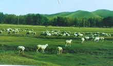 简贞：一株行走的草