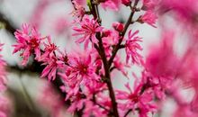 十里桃花经典句子