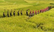 读《禾花》有感