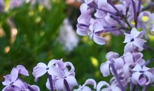 王十朋：点绛唇·素香丁香