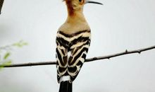 刘基：浣溪沙·语燕鸣鸠白昼长