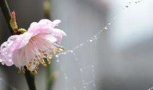 林徽因：蛛丝与梅花