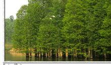 那些描写树的优美句子