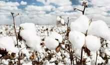 描写棉花的句子