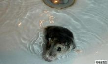 小动物作文：小仓鼠