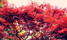 描写枫树的句子