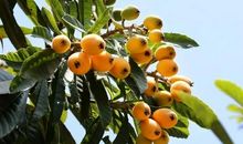 描写枇杷的句子