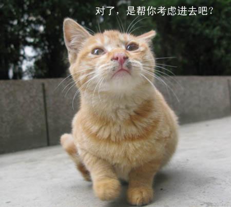 夏绵尊：“猫”