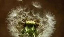 描写蒲公英的美句