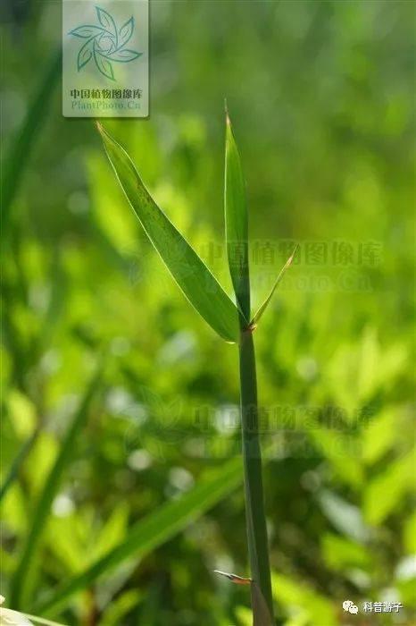 草的诗