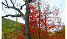 描写枫叶的优美句子