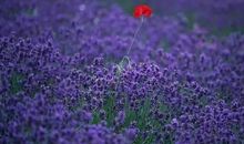 经典语录:惟愿有一程,一路终老