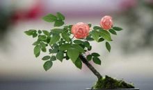 写一种植物作文：美丽的月季花