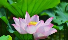 经典语录：勇敢的人总在寂寥的夜里不动声色的强大