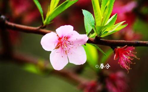 描绘春分的诗