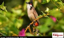 描写鸟的唯美句子