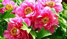 描写牡丹外形的句子