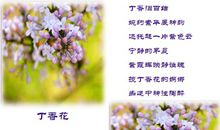 描写丁香花的诗句