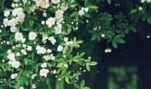 人生感悟:人生是场荒芜的旅行,冷暖自知,苦乐在心