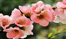 描写海棠花的句子