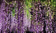 徐蔚南：快阁的紫藤花