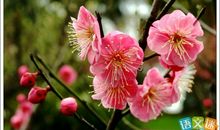 描写梅花高风亮节的句子