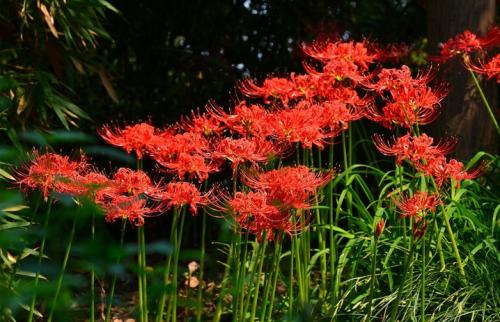 希根花的诗