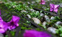 描写花落的诗句