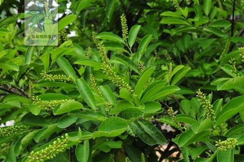 茅盾：干旱