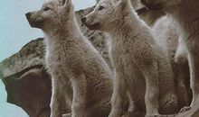 《狼图腾》读后感