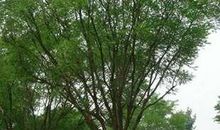 描写槐树的句子