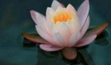 雪小禅：看取莲花净