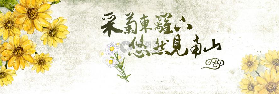 摘菊花全诗