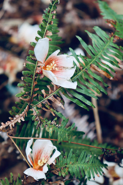 化为春泥护花