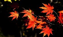 描写“枫叶”的优美句子