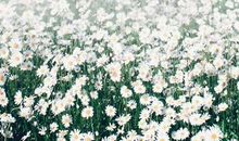 关于美好未来的句子