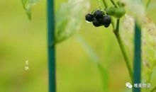 早安心语：等一个不爱你的人，就像在夏天里等雪，在冬天里等花开