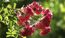 描写蔷薇的诗句