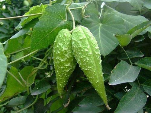 不要绊倒草