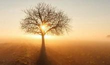 描写清晨的诗句